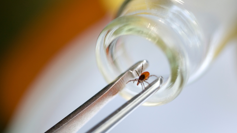 tick being tested for Lyme disease