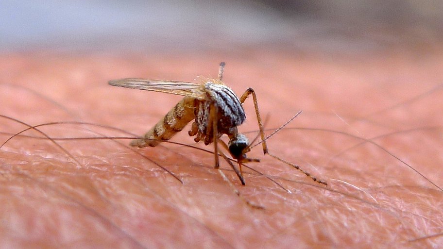From Dryer Sheets To Beer Diy Mosquito Control Angie S List Mosquito
