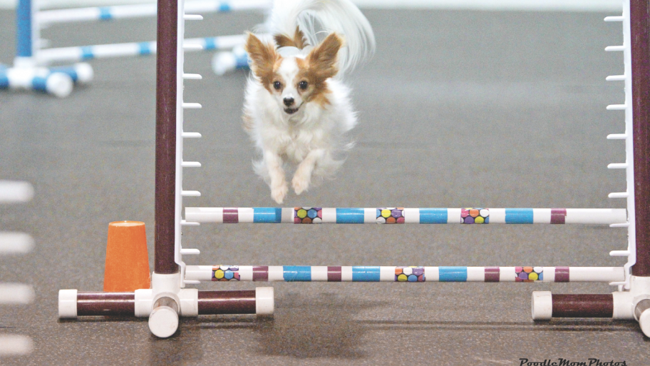 companion and toy dogs