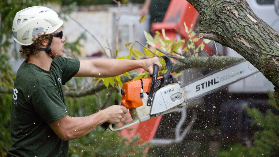 Need to Remove a Tree Stump? Try a Chainsaw Angie's List