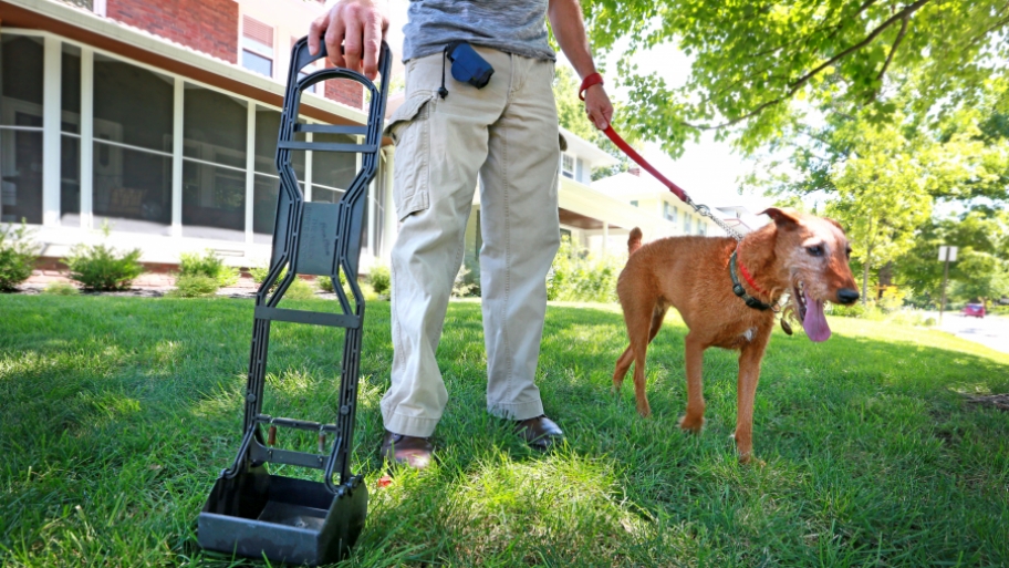 10 Tips to Remove Dog Poop Angie's List