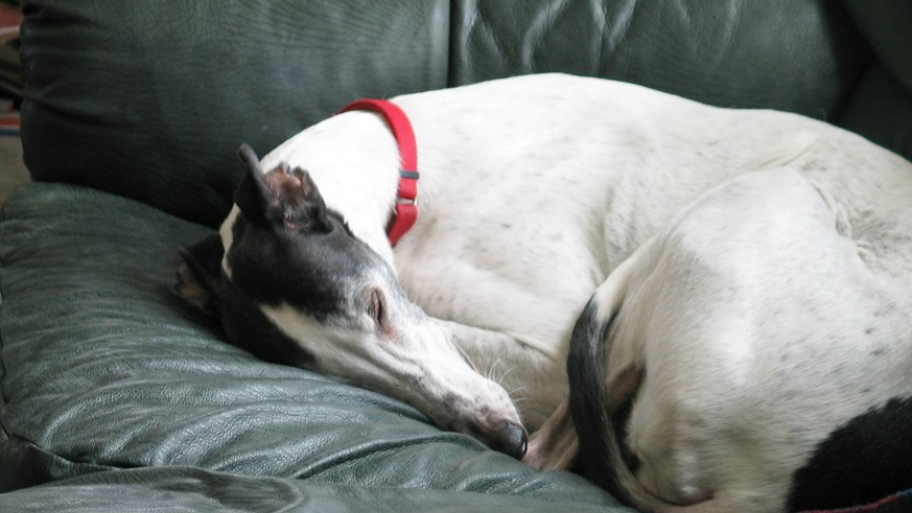 pet and house sitting angie s list