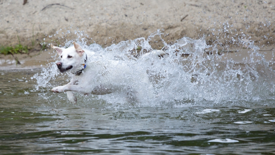 White dog running through lake water