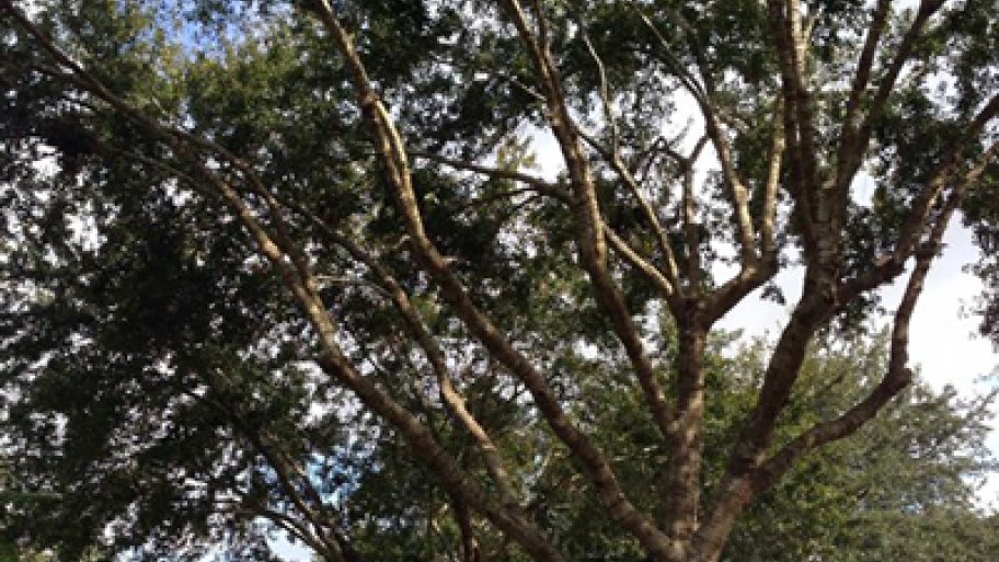 Tree Services Removal And T Angie S List Oftentimes Common Tree Care Solutions Can Be Performed For A Fraction Of The Price