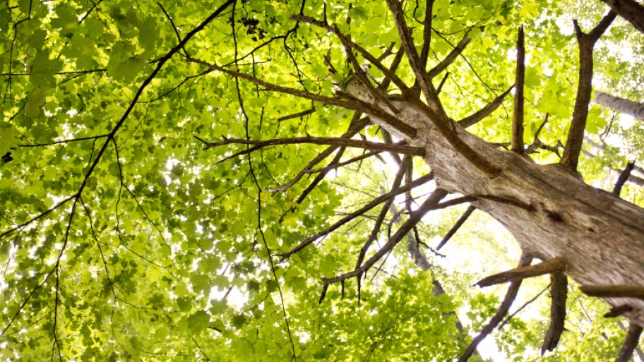 tall green leafy tree