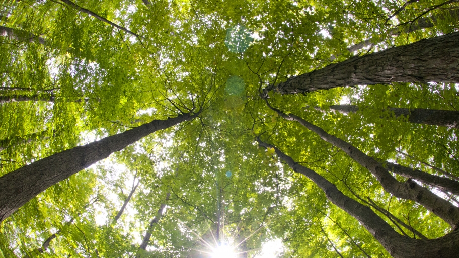 sunlight peeking through grove of trees