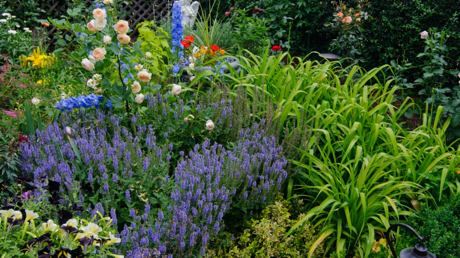 garden filled with purple, white orange and red flowers