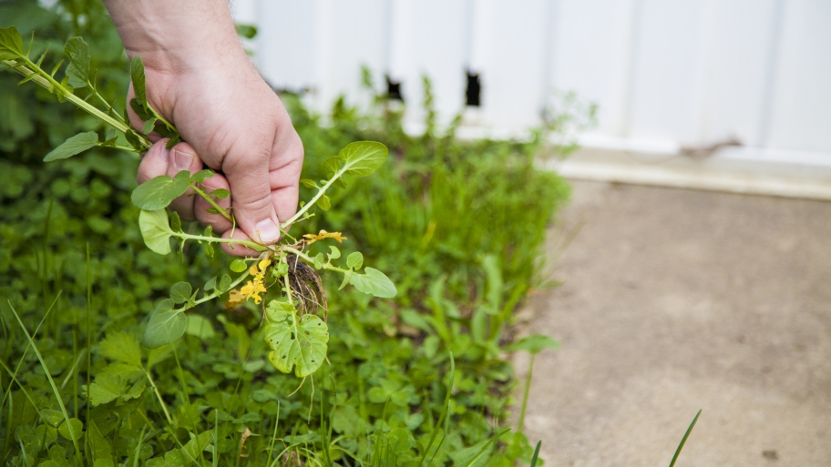 homeowners reveal lawn care scams and shoddy service angies list on hand lawn care