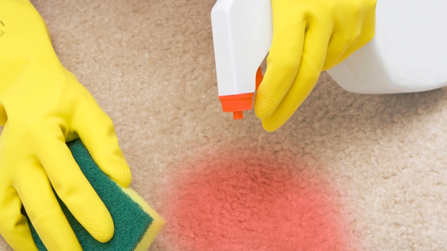 gloved hands cleaning carpet stain