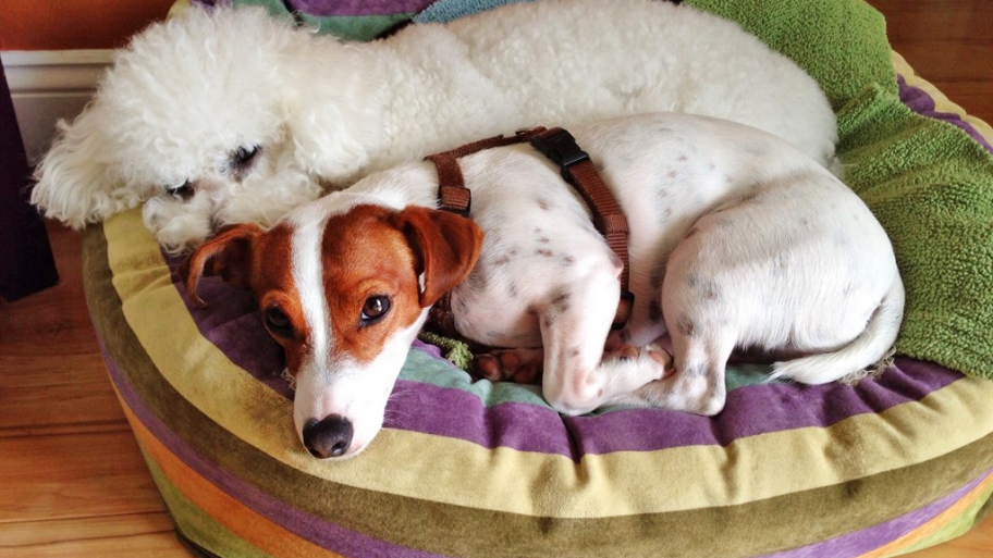 Is Luxury Vinyl Flooring A Good Choice With Pets Angie S List 2 Little Dogs In A Basket