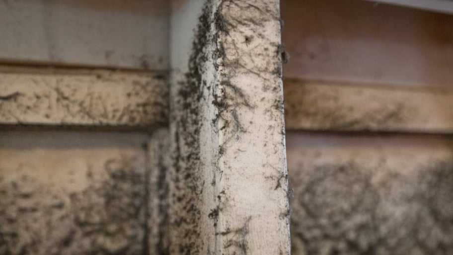 Mold In Ac Vents >> Mold In Air Ducts Can Cause Allergic Reactions Angie S List Mold In Ac Vents >> Mold In Air Ducts Can Cause Allergic Reactions Angie S List