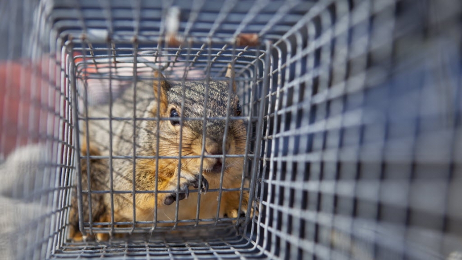 Animal removal