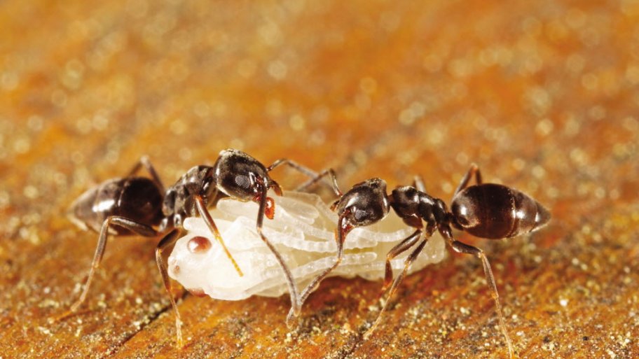 Ants