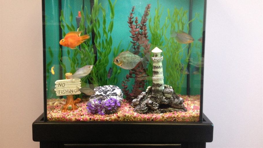aquariums and fish tanks