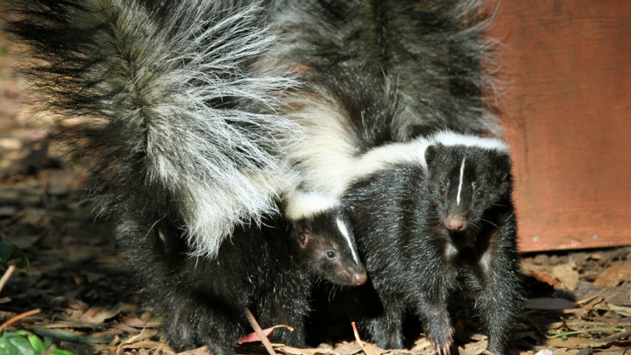 How to Keep Skunks Away | Angie's List