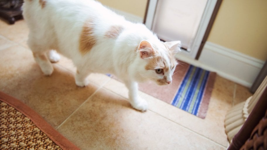 A white cat with brown spots walking on a floor