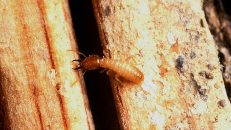 how does fumigation work