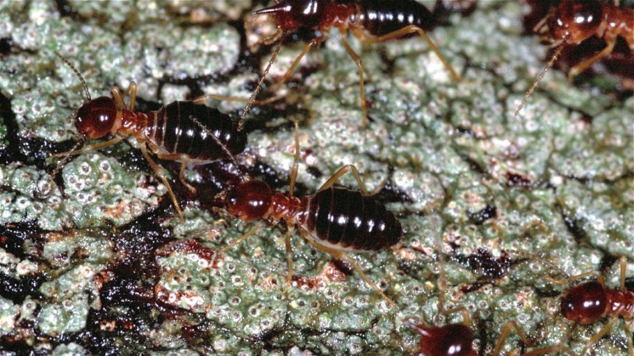 how much does termite inspection cost? angie's list