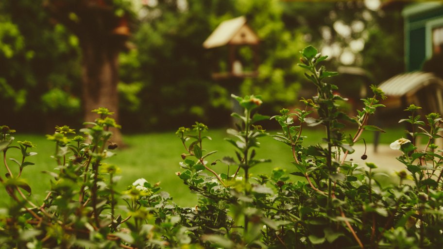 backyard out of focus