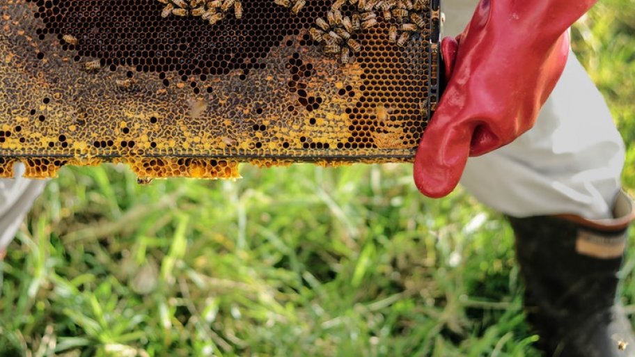 bee keeping bee keeping