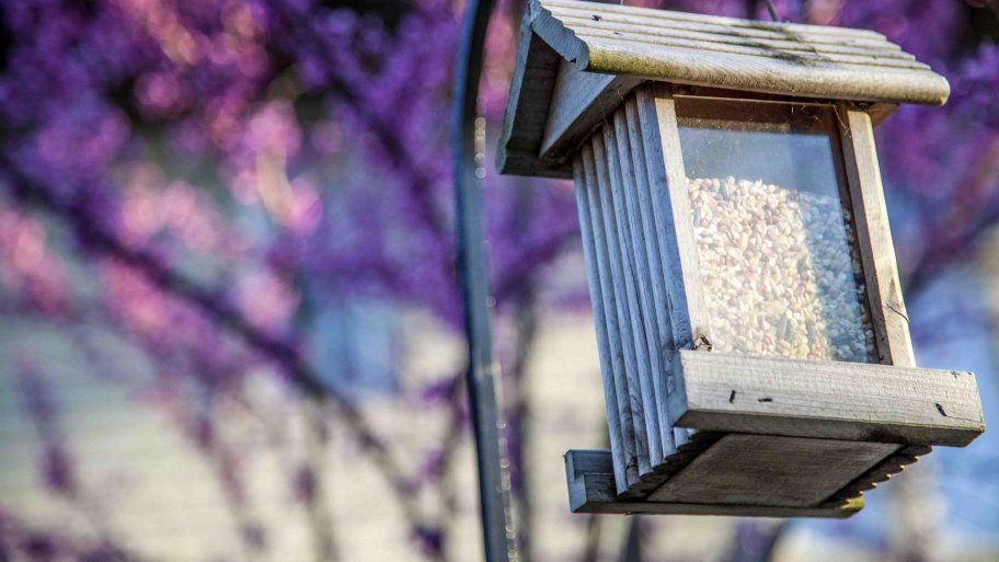 bird house feeder
