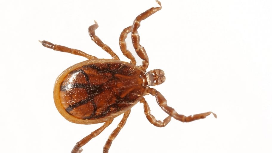 black-legged deer tick