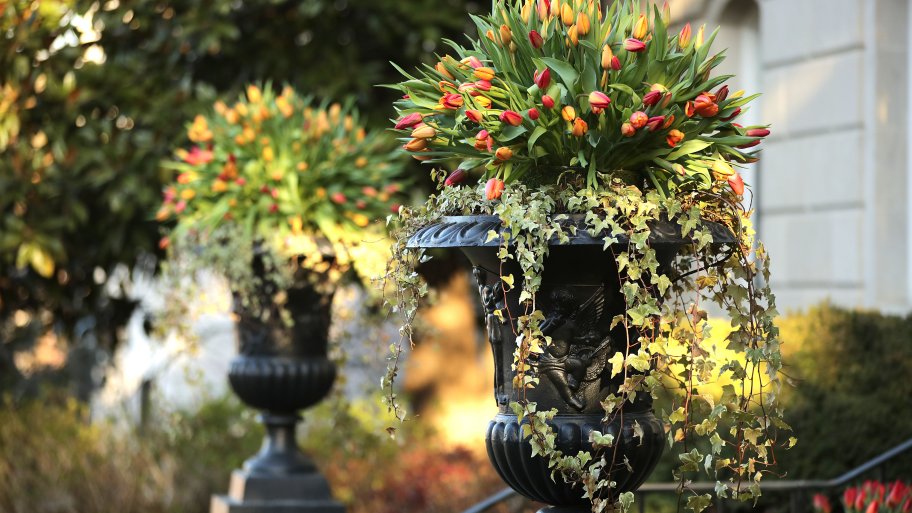 potted plants on a front entrance