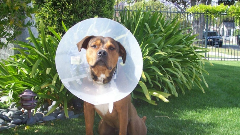 Can Dogs Die From Neutering