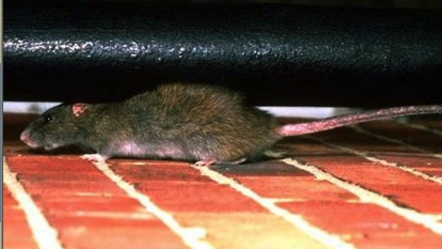 How Much Does A Rat Exterminator Cost Angie S List