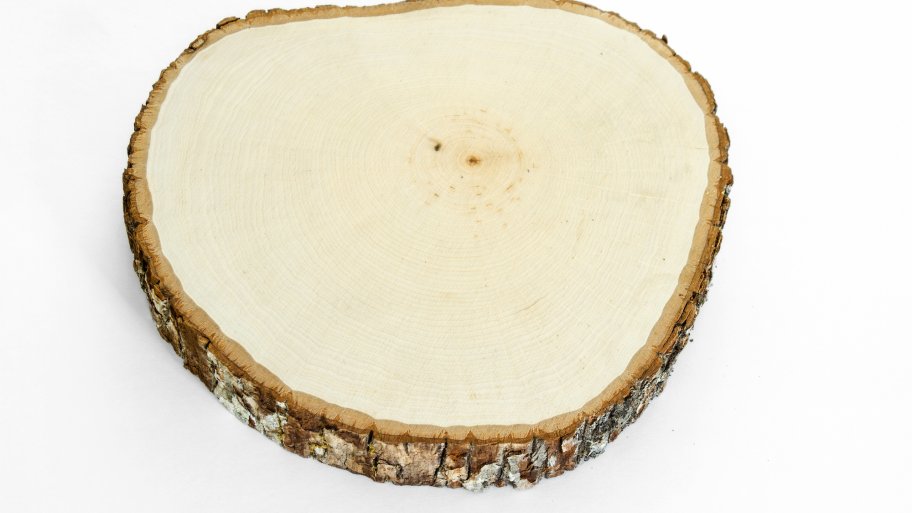tree slice