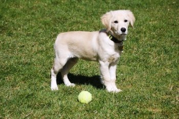 Do Puppy Classes Teach Your Dog To Heel Do Puppy Classes Teach Your Dog To Heel