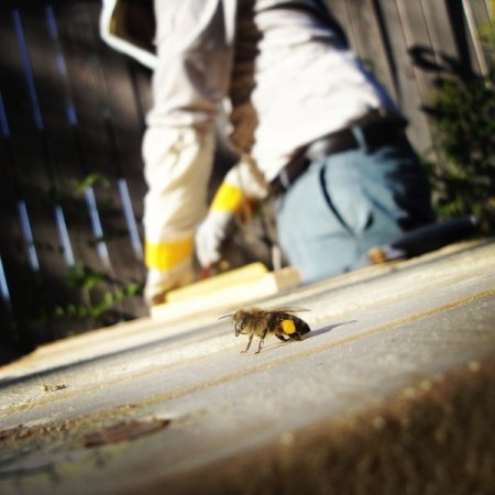 Harding says his interest in bees began when he read a magazine article on the myriad benefits of honey. (Photo courtesy of Ross Harding)
