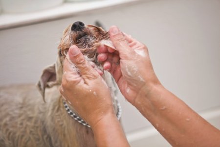mobile cat nail trimming near me