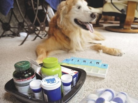 sick senior dog in hospice care
