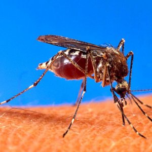 From Dryer Sheets To Beer Diy Mosquito Control Angie S List Mosquito On Arm