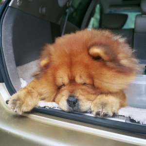 Cute Chow dog riding in the back of a car