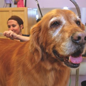 should i shave my golden retriever for summer should i shave my cat or for summer angie s list should i shave my golden retriever for summer should i shave my cat or for summer angie s list