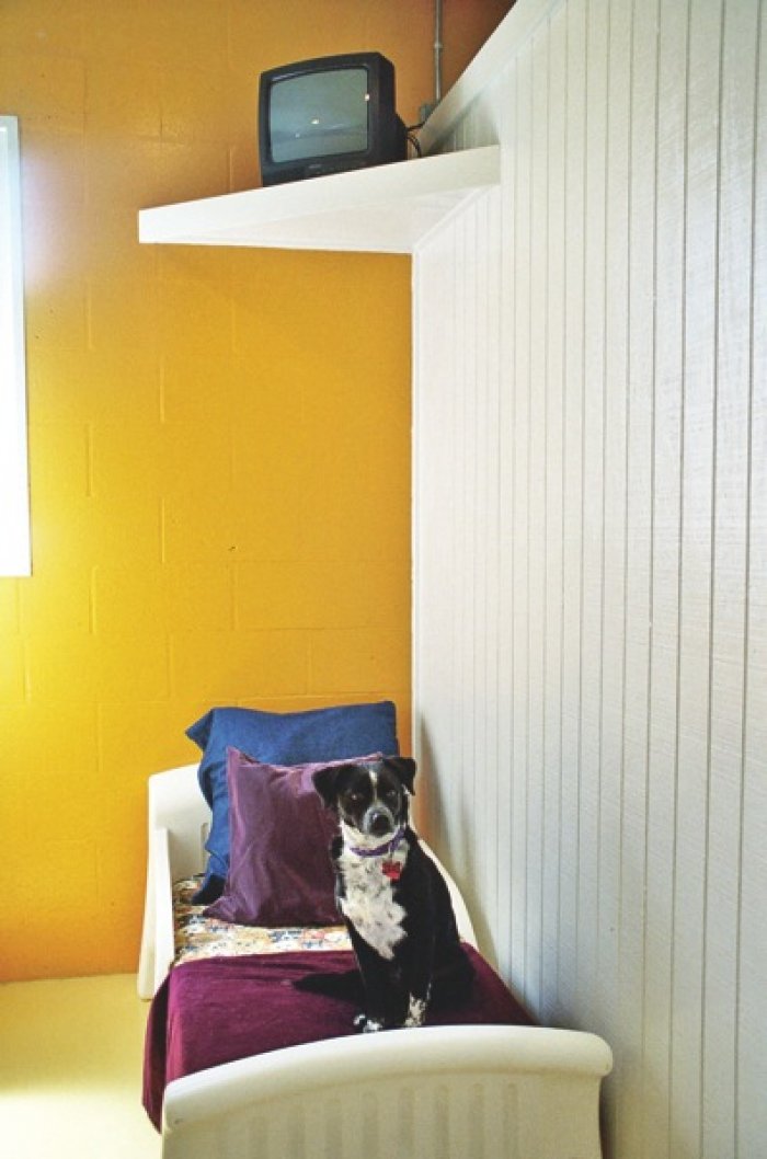 dog in a boarding suite