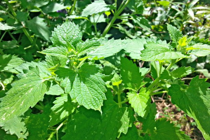 Catnip grows best in full sun. (Photo by John LaFollette)
