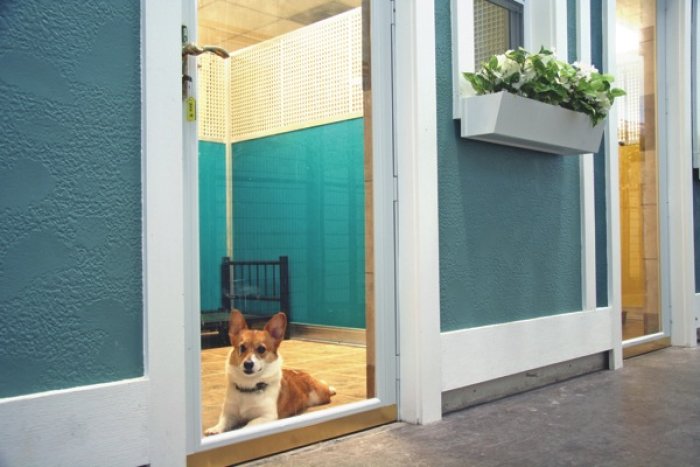 corgi at a pet hotel