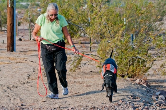 Cooke retraces an area Riley covered with Lucas, to see if he picks up on the same trail. (Photo by David Basaldua)