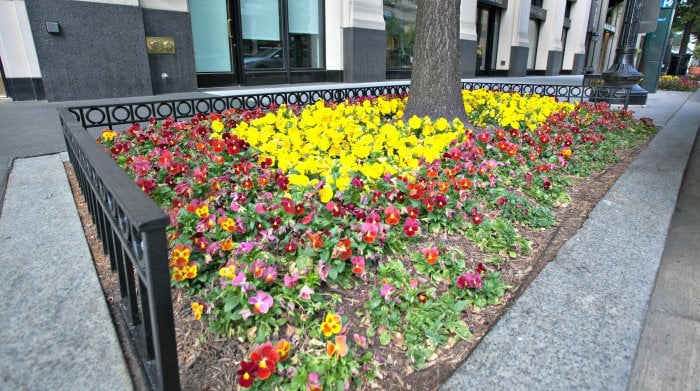flowers in tree boxes