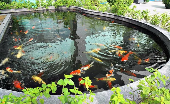 koi pond