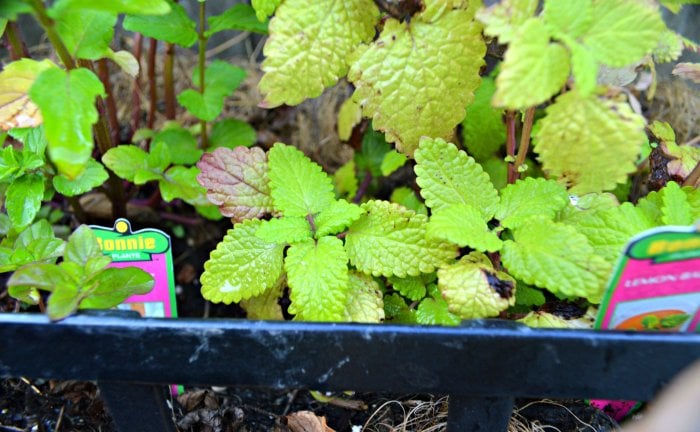 lemon balm plant