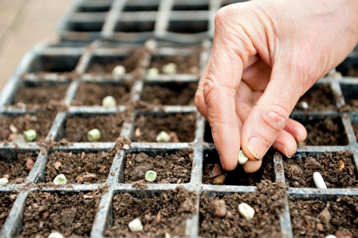 seeds being planted