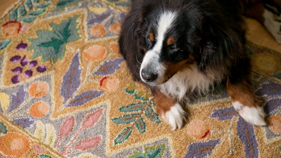 dog on rug
