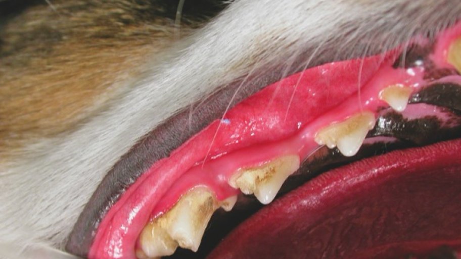 Cat Teeth Cleaning Before And After TeethWalls