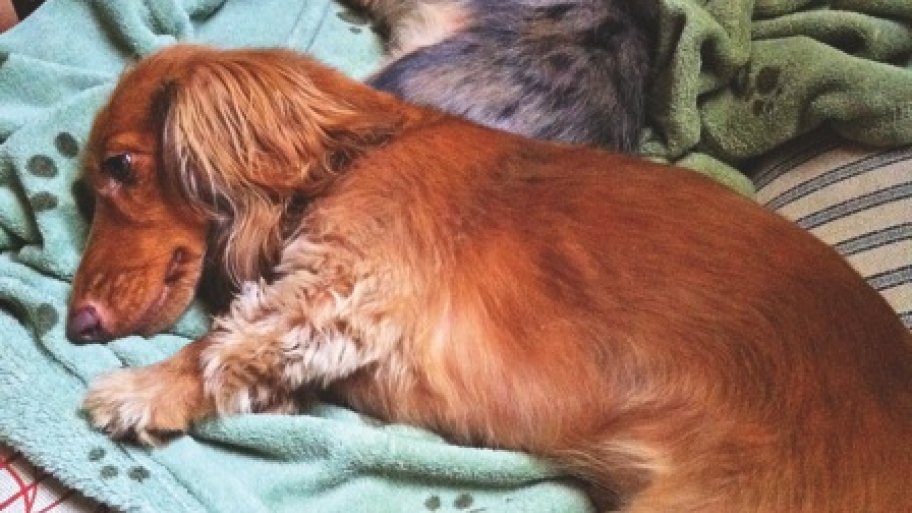 dogs on a blanket