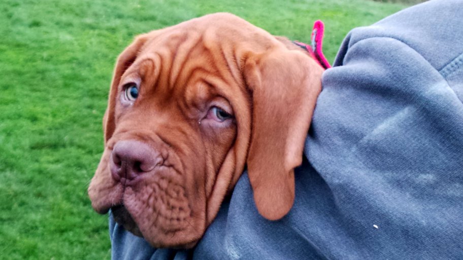 French mastiff puppy