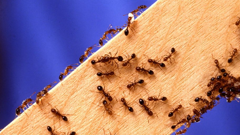 How To Get Rid Of Ants Angie S List Fire Ants